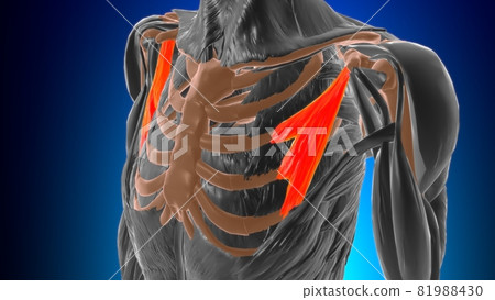 Pectoralis minor Muscle Anatomy For Medical Concept 3D Pectoralis minor Muscle Anatomy For Medical Concept 3D 81988430