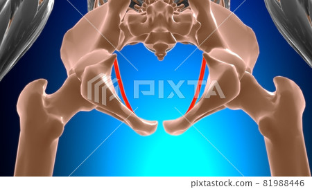 Tendinous arch of levator ani Muscle Anatomy For Medical Concept 3D 81988446