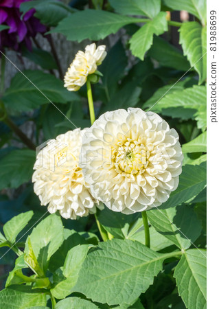 Blooming dali flower Blooming dali flower 81988699