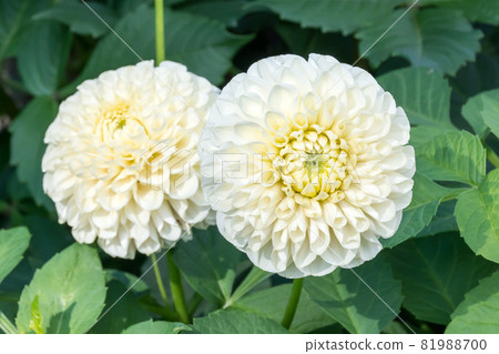 Blooming dali flower Blooming dali flower 81988700