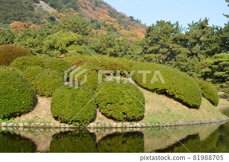 Tokushi-san, Koi Tsutsuji, Minamiko (Kuribayashi Park / Takamatsu City, Kagawa Prefecture) Tokushi-san, Koi Tsutsuji, Minamiko (Kuribayashi Park / Takamatsu City, Kagawa Prefecture) 81988705