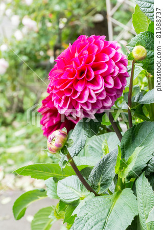 Blooming dali flower Blooming dali flower 81988737
