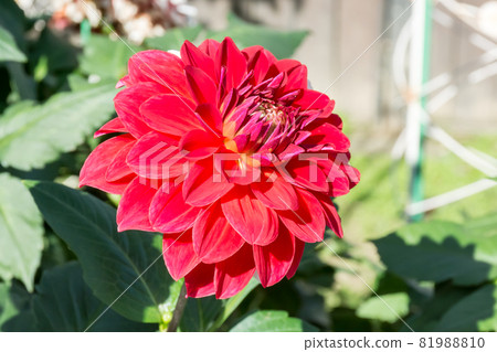 Blooming dali flower Blooming dali flower 81988810