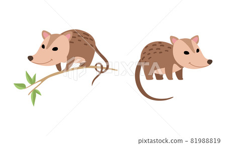 Cute Opossum Animal Sitting on Tree Branch and Standing Vector Set 81988819