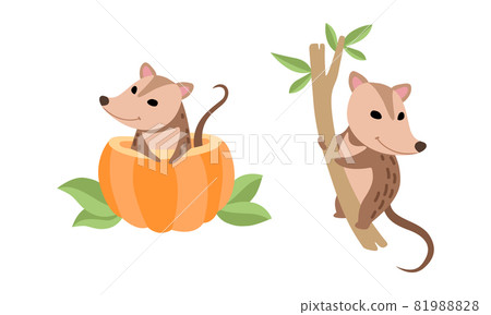 Cute Opossum Animal Sitting on Tree and Peeping Out from Pumpkin Vector Set 81988828