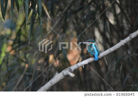 男性翠鳥（Negawa Ryokuchi /立川公園/東京立川市） 81988845