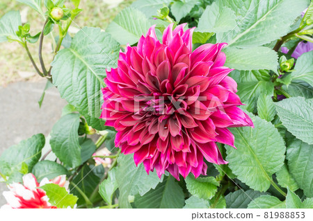 Blooming dali flower Blooming dali flower 81988853