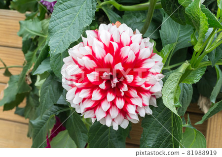 Blooming dali flower Blooming dali flower 81988919