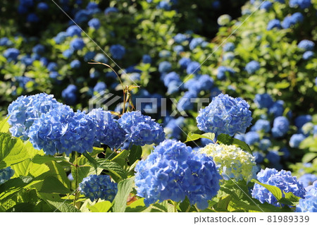Hydrangea of Gomadouyama (Tagami Town, Niigata Prefecture) Hydrangea of Gomadouyama (Tagami Town, Niigata Prefecture) 81989339