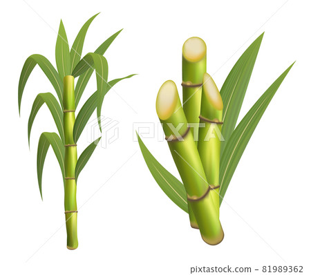 Sugarcane plant with stem and leaf isolated vector illustration on white background. Sugarcane plant with stem and leaf isolated vector illustration on white background. 81989362
