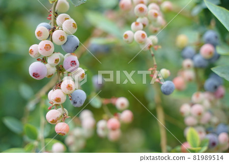 藍莓果樹樹紫色果粉紅色果葉植物戶外 藍莓果樹樹紫色果粉紅色果葉植物戶外 81989514