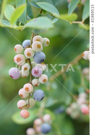 藍莓果樹樹紫色果粉紅色果葉植物戶外 藍莓果樹樹紫色果粉紅色果葉植物戶外 81989515