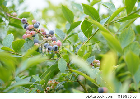 藍莓果樹樹紫色果粉紅色果葉植物戶外 藍莓果樹樹紫色果粉紅色果葉植物戶外 81989516