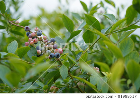 藍莓果樹樹紫色果粉紅色果葉植物戶外 藍莓果樹樹紫色果粉紅色果葉植物戶外 81989517