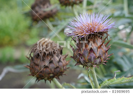刺心花紫色多刺植物 81989695