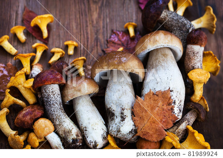 Fresh uncooked wild mushrooms on wooden board, top view Fresh uncooked wild mushrooms on wooden board, top view 81989924