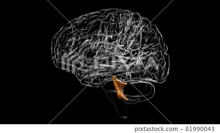 Brain Fourth Ventricles of the Brain Anatomy For Medical Concept 3D Brain Fourth Ventricles of the Brain Anatomy For Medical Concept 3D 81990043