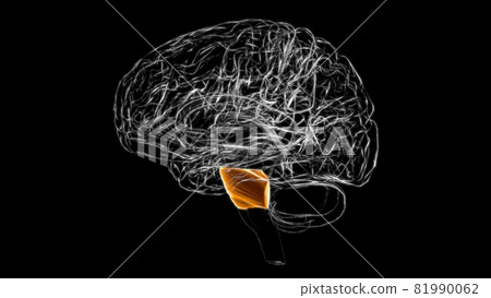 Brain pons Anatomy For Medical Concept 3D 81990062