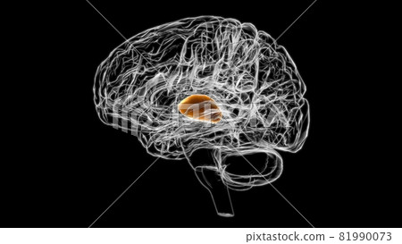 Brain thalamus Anatomy For Medical Concept 3D Brain thalamus Anatomy For Medical Concept 3D 81990073
