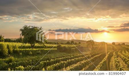 Colorful sunset over vineyards in Wachau valley, Lower Austria, Austria 81990407