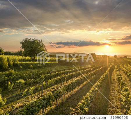 Colorful sunset over vineyards in Wachau valley, Lower Austria, Austria 81990408
