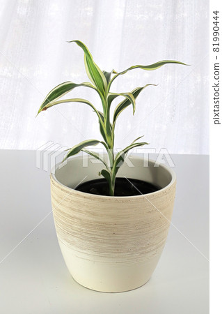 Closeup of a Ribbon Spider Plant on a white table Closeup of a Ribbon Spider Plant on a white table 81990444