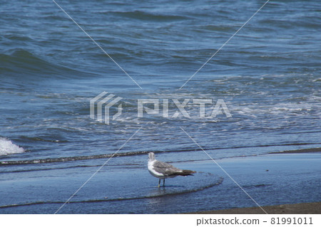 我沿著和田海岸散步 81991011