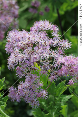 Purple meadow rue flowers in close up Purple meadow rue flowers in close up 81991297