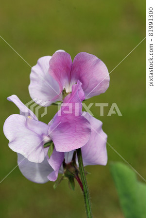 Lilac sweet pea flowers in close up Lilac sweet pea flowers in close up 81991300
