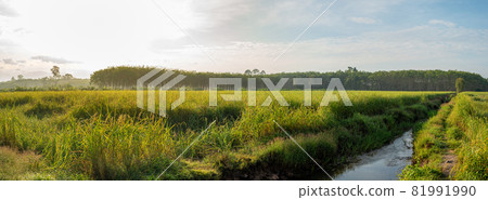 Rice field, Agriculture, paddy, with sky and cloud rain Rice field, Agriculture, paddy, with sky and cloud rain 81991990