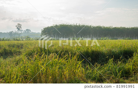 Rice field, Agriculture, paddy, with sky and cloud rain 81991991