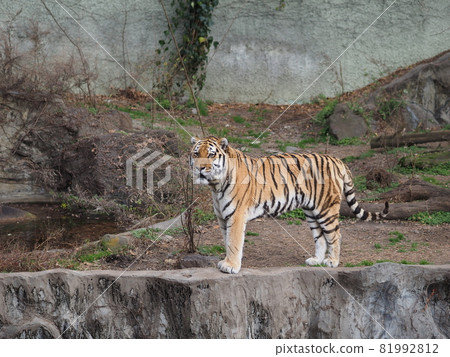 Tennoji zoo tiger Tennoji zoo tiger 81992812