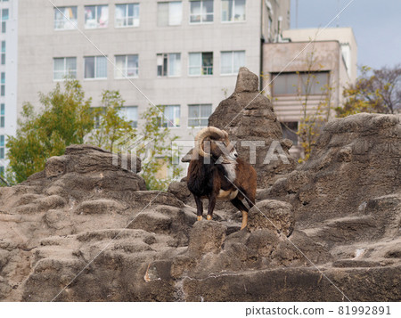 Mufron of Tennoji Zoo 81992891