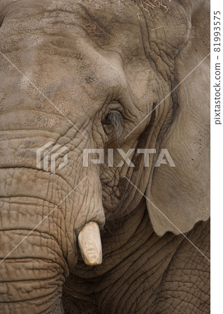 African elephant 41 81993575
