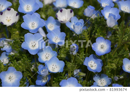 Nemophila 3 81993674