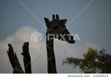 Zurasia giraffe 81994029