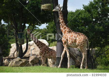 Zurasia giraffe 81994030