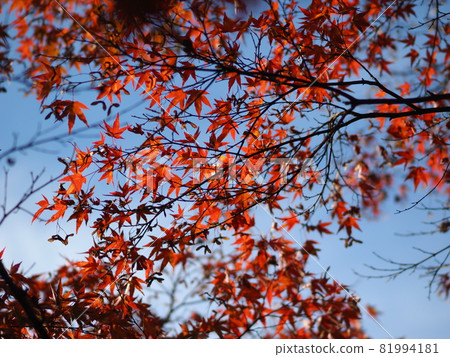[Nara Prefecture] Autumn leaves at Tanzan Shrine 81994181