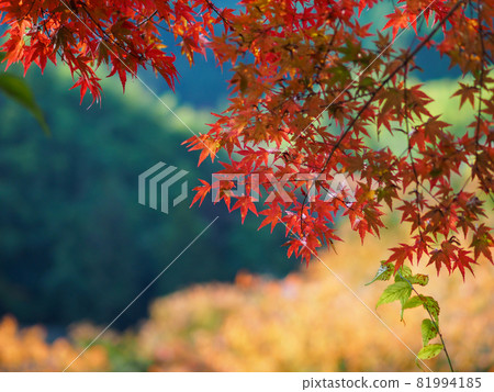 [奈良縣] 丹山神社的紅葉 81994185