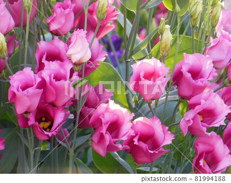 土耳其風鈴草 (Eustoma) 紅 81994188
