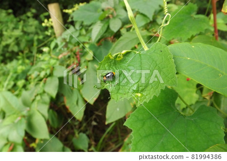 飲食中的黑甲蟲 81994386
