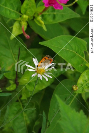 木蝨從花中吸取花蜜 81994621