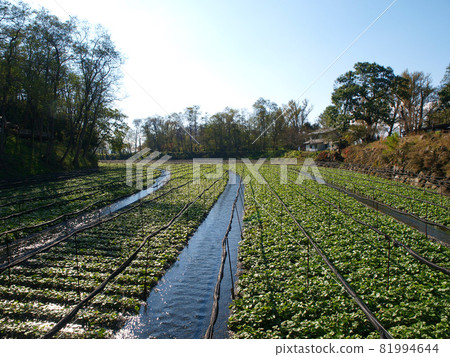 Wasabi Farm with blue sky and greenery 81994644