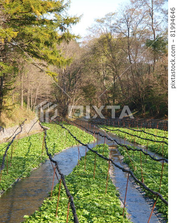 Wasabi Farm with blue sky and greenery 81994646