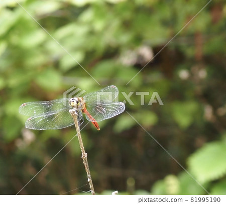 Red dragonfly stopping in branches Red dragonfly stopping in branches 81995190