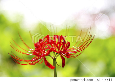 在河邊開花的叢生孤挺花 在河邊開花的叢生孤挺花 81995311