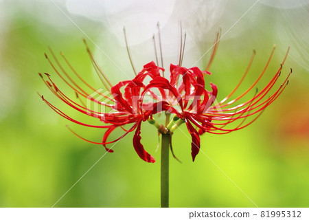 A cluster amaryllis that blooms on the river side A cluster amaryllis that blooms on the river side 81995312