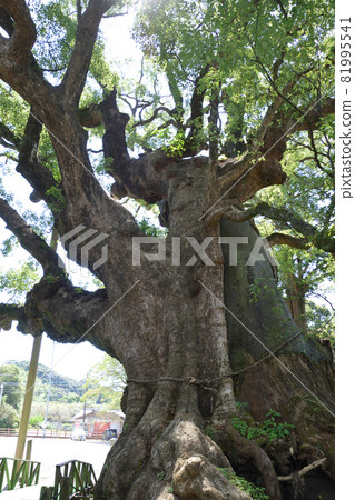 三宮神社的大樟樹 三宮神社的大樟樹 81995541