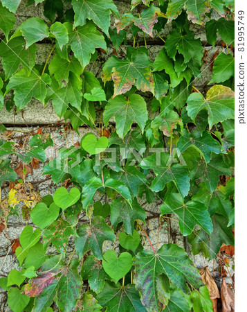 Ivy Ivy 81995749