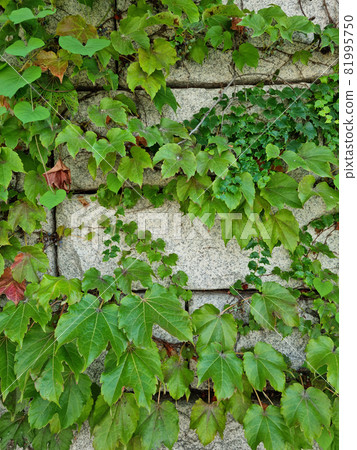 Ivy Ivy 81995750